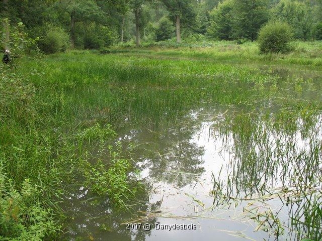 2007 08 Mare aux canes 07